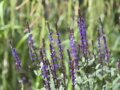 ŠALVĚJ HAJNÍ - Salvia nemorosa 'Caradonna'