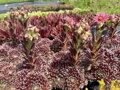 NETŘESK - Sempervivum hybridum ´Sprite´