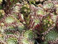 NETŘESK - Sempervivum hybridum ´Moerkerk´s Merit´