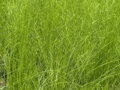 KAVYL PÉŘOVITÝ - Stipa tenuissima