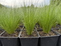 KAVYL PÉŘOVITÝ - Stipa tenuissima ´Pony Tails´