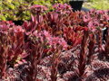NETŘESK - Sempervivum hybridum ´Sprite´