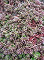  ROZCHODNÍK BÍLÝ - Sedum album ´Coral Carpet´