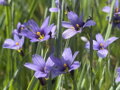  BADIL ÚZKOLISTÝ - Sisyrinchium angustifolium
