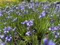  BADIL ÚZKOLISTÝ - Sisyrinchium angustifolium