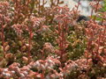  ROZCHODNÍK BÍLÝ - Sedum album ´Coral Carpet´