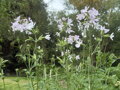MYDLICE LÉKAŘSKÁ - Saponaria officinalis