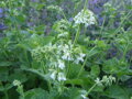 ŠALVĚJ PŘESLENITÁ (BABSKÉ UCHO) - Salvia verticillata ´Purple Rain´