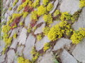 ROZCHODNÍK OSTRÝ - Sedum acre ´Aurea´