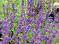 ŠALVĚJ PŘESLENITÁ (BABSKÉ UCHO) - Salvia verticillata ´Purple Rain´