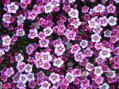 LOMIKÁMEN - Saxifraga arendsii 'Strawberry Cream'