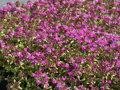 MATEŘÍDOUŠKA - Thymus praecox ´Creeping Red´