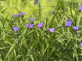 PODEŇKA ANDERSONOVA - Tradescantia andersoniana 'Mix'