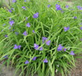 PODEŇKA ANDERSONOVA - Tradescantia andersoniana 'Mix'