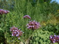 VERBENA ARGENTINSKÁ (SPORÝŠ) -  Verbena bonariensis 