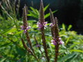 VERBENA ŠÍPOVITÁ (SPORÝŠ) - Verbena hastata ´Rosea´
