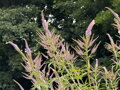 ROZRAZILOVEC VIRŽINSKÝ - Veronicastrum virginicum ´Fascination´