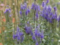 ROZRAZIL DLOUHOLISTÝ - Veronica longifolia
