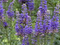 ROZRAZIL DLOUHOLISTÝ - Veronica longifolia