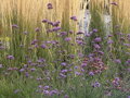 VERBENA ARGENTINSKÁ (SPORÝŠ) -  Verbena bonariensis 