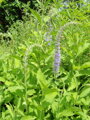 ROZRAZIL DLOUHOLISTÝ - Veronica longifolia