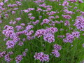 VERBENA ARGENTINSKÁ (SPORÝŠ) -  Verbena bonariensis 