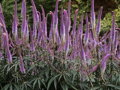 ROZRAZILOVEC VIRŽINSKÝ - Veronicastrum virginicum ´Fascination´