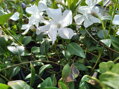 BARVÍNEK MENŠÍ (BRČÁL) - Vinca minor 'Colada'