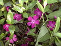 BARVÍNEK MENŠÍ (BRČÁL) - Vinca minor 'Verino'