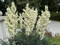 JUKA VLÁKNITÁ - Yucca filamentosa