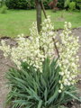 JUKA VLÁKNITÁ - Yucca filamentosa