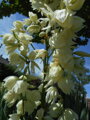 JUKA VLÁKNITÁ - Yucca filamentosa