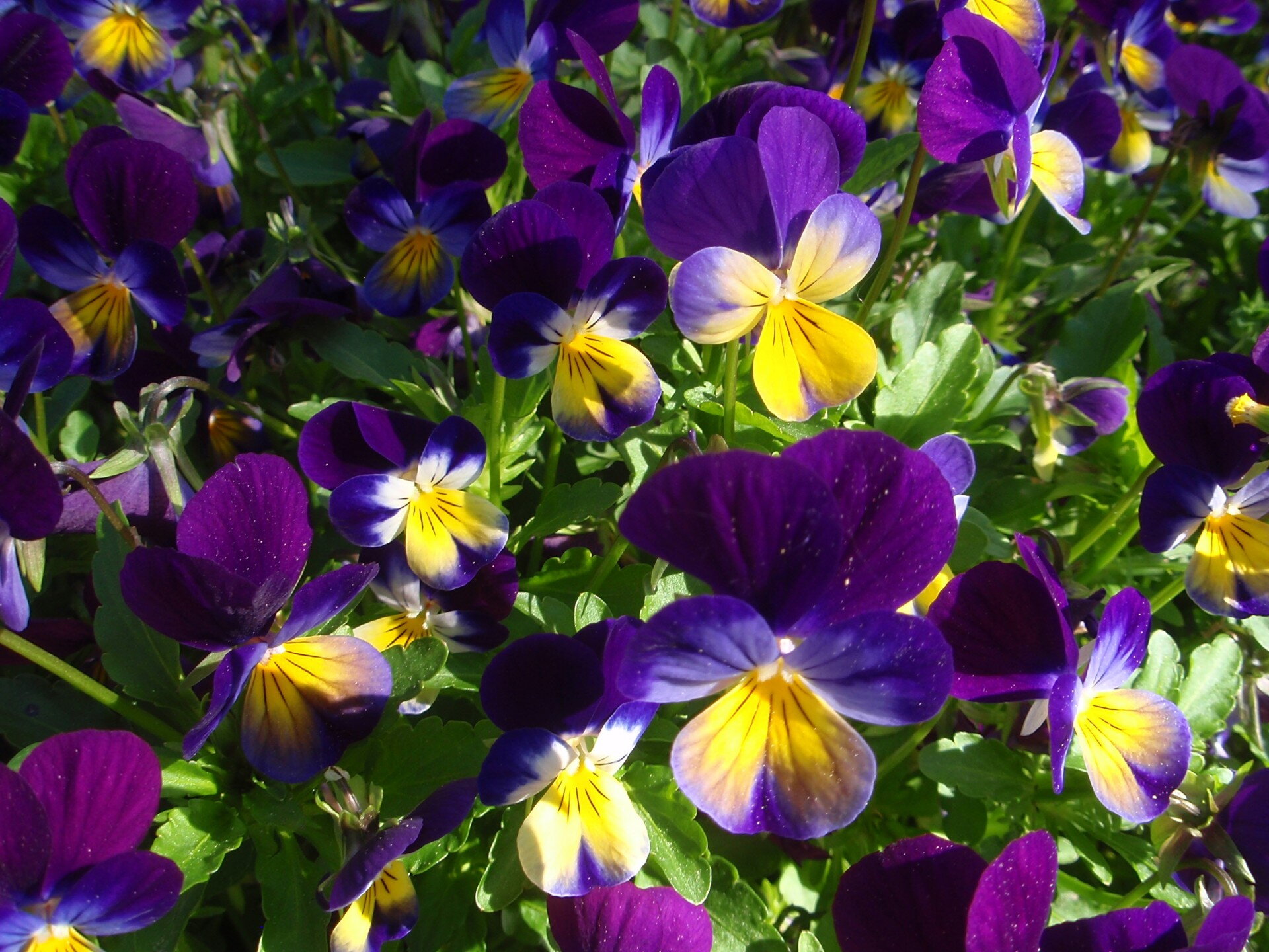 viola