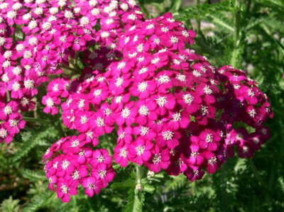 ŘEBŘÍČEK OBECNÝ - Achillea millefolium 'Cerise Queen'