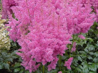 ČECHRAVA - Astilbe japonica ´Mainz´