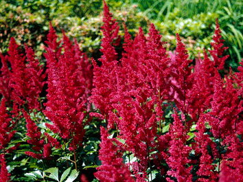 ČECHRAVA - Astilbe x arendsii 'Fanal'