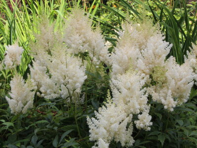 ČECHRAVA - Astilbe x arendsii 'Weisse Gloria'
