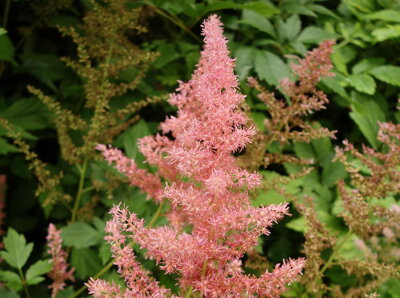 ČECHRAVA ARENDSOVA - Astilbe x arendsii ´Anita Pfeifer´