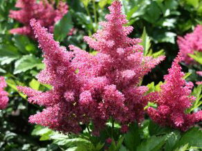 ČECHRAVA ARENDSOVA - Astilbe x arendsii 'Else Schluck'