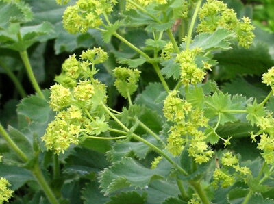  KONTRYHEL MĚKKÝ - Alchemilla mollis ´Thriller´