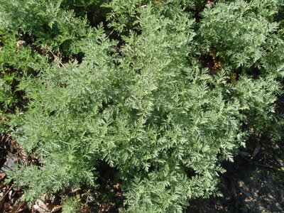 PELYNĚK PONTICKÝ - Artemisia pontica