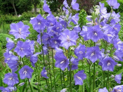 ZVONEK BROSKVOLISTÝ - Campanula persicifolia Caerulea