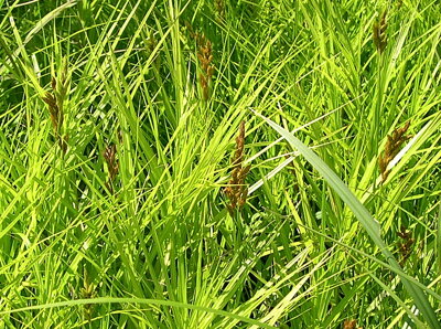 OSTŘICE PALMOVÁ - Carex muskingumensis 