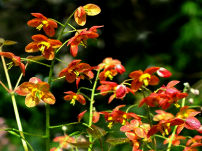 ŠKORNICE - Epimedium warleyense ´Ellen Willmott´