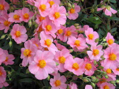 DEVATERNÍK PENÍZKOVÝ - Helianthemum nummularium 'Lawrenson's Pink'