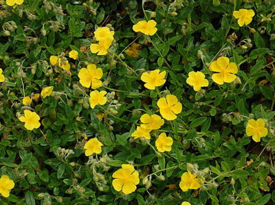 DEVATERNÍK - Helianthemum nummularium 'Golden Queen'