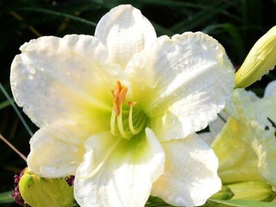 DENIVKA - Hemerocallis 'Gentle Shepherd'