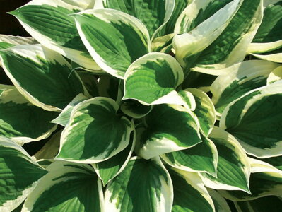 BOHYŠKA - Hosta hybrida  'Patriot'