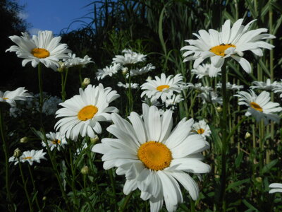 KOPRETINA NEJVĚTŠÍ - Leucanthemum maximum ´Brightside´