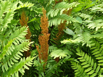 PODEZŘEŇ KRÁLOVSKÁ - Osmunda regalis